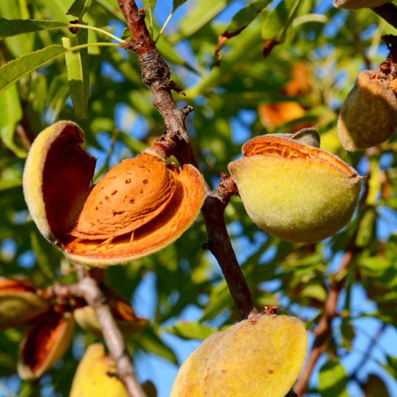 Pohon Kacang Almond Bleslive Kacang Almond Premium