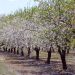 Pohon Kacang Almond | Bleslive Kacang Almond Premium
